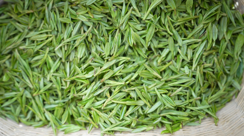 剛采摘的新鮮“明前茶”。