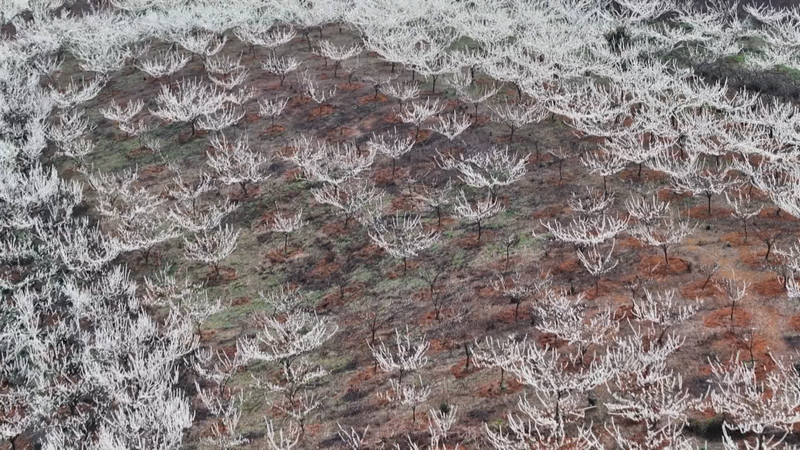 限定“春雪” 一路繁花 西秀區3000余畝李花迎春開放。