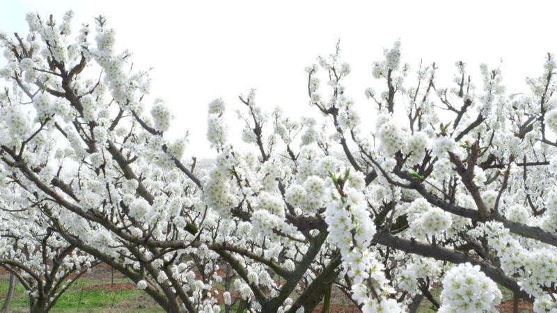 限定“春雪” 一路繁花 西秀區3000余畝李花迎春開放。