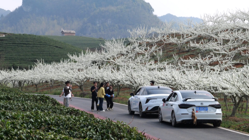 限定“春雪” 一路繁花 西秀區3000余畝李花迎春開放。