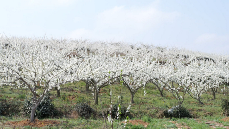 限定“春雪” 一路繁花 西秀區3000余畝李花迎春開放。