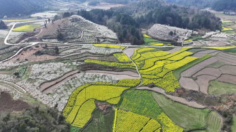 限定“春雪” 一路繁花 西秀區3000余畝李花迎春開放。