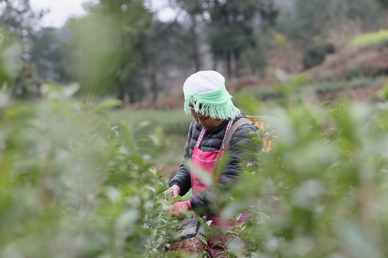 施秉縣楊柳塘鎮(zhèn)地壩村群眾在采茶。邰勝智攝