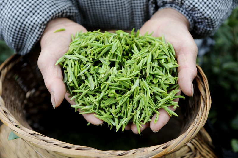 施秉縣楊柳塘鎮群眾采摘好的毛尖茶。邰勝智攝