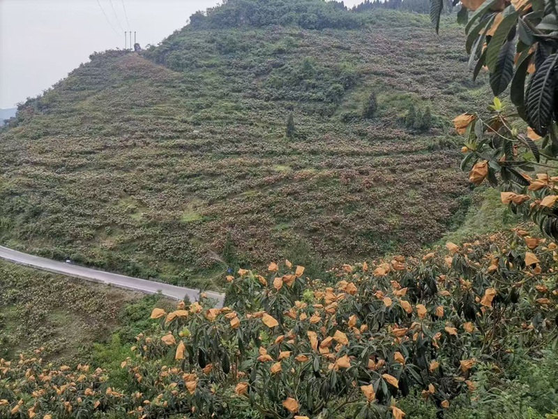 圖為:花梨鎮枇產業