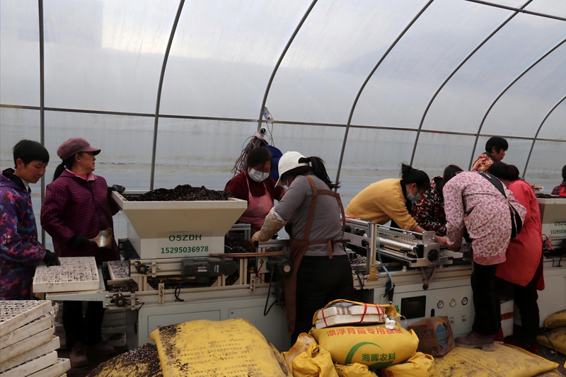 松桃甘龍鎮:人勤春早備耕忙。