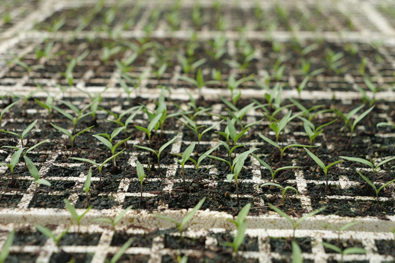 第一批辣椒種苗出芽。