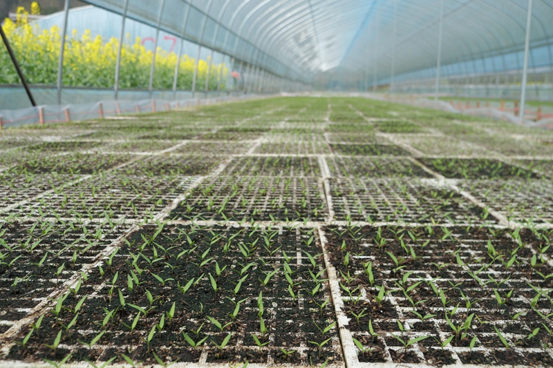 第一批辣椒種苗出芽。