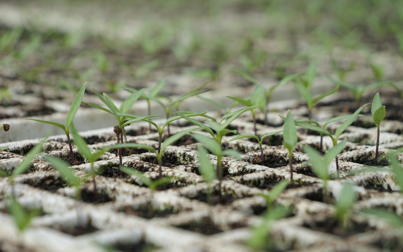 搶抓農(nóng)時(shí)育好苗 松桃辣椒育苗工作有序推進(jìn)