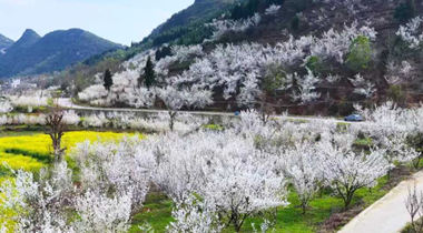 櫻桃花開繪美景 產業賦能促增收