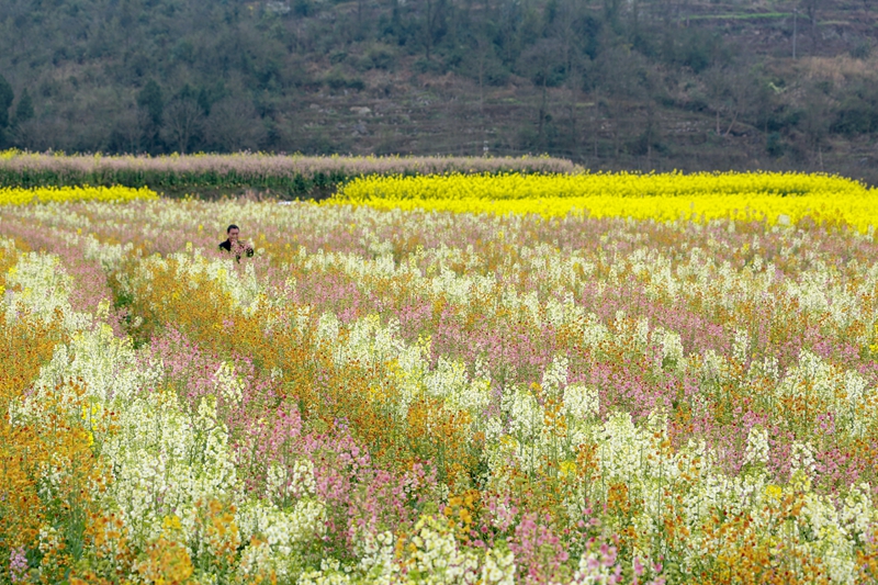 3月3日，游客在貴州省遵義市播州區(qū)茅栗鎮(zhèn)油菜花海里欣賞美景。