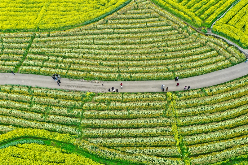 3月3日，游客在貴州省遵義市播州區(qū)茅栗鎮(zhèn)多彩油菜花海里觀賞。