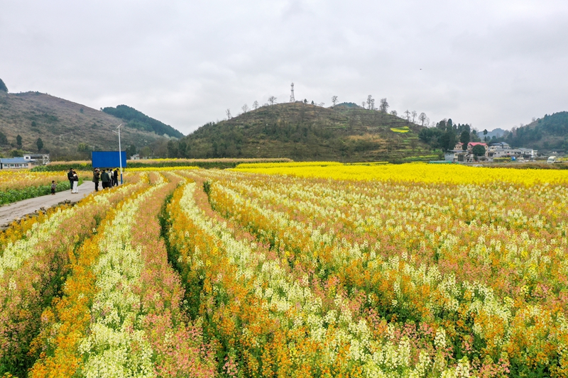 3月3日，游客在貴州省遵義市播州區茅栗鎮多彩油菜花海里游玩。