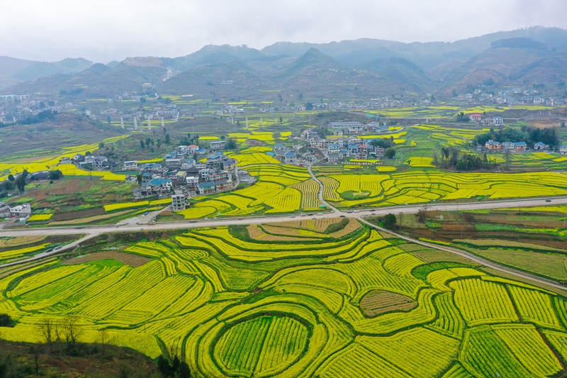 3月3日拍攝的貴州省遵義市播州區(qū)茅栗鎮(zhèn)九龍社區(qū)多彩油菜花海景色。