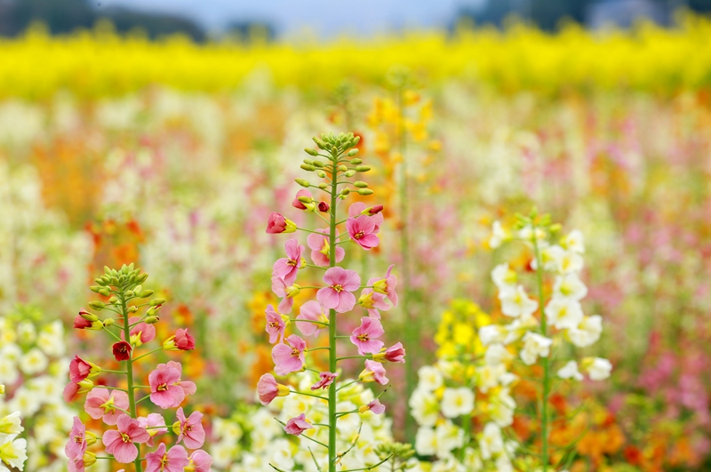3月3日在貴州省遵義市播州區茅栗鎮拍攝的多彩油菜花盛開的美景。