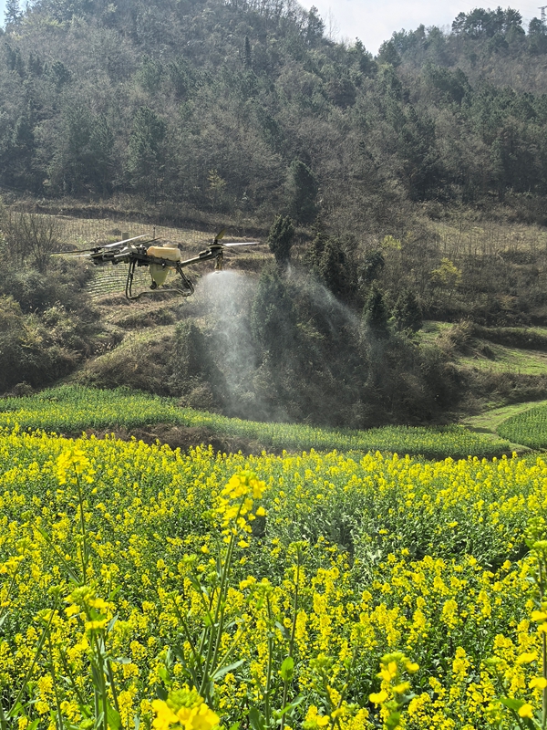 2 、農(nóng)業(yè)無人機噴灑農(nóng)藥。.jpg