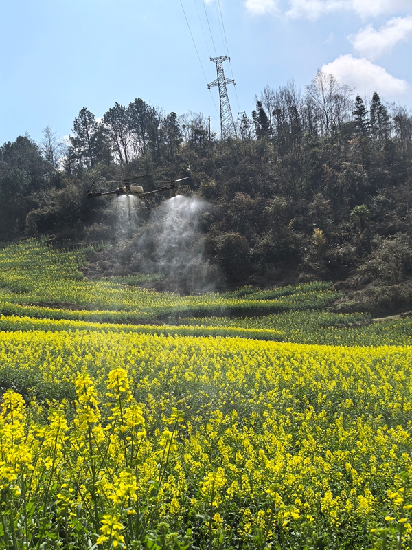3 、農(nóng)業(yè)無人機噴灑農(nóng)藥。.jpg