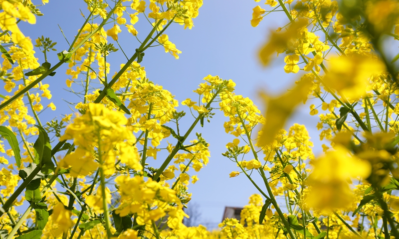 4、油菜花和藍天相映成趣 。.JPG