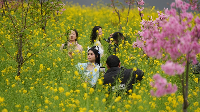 2026年3月2日，貴州省納雍縣百興鎮(zhèn)納雍河畔油菜花田美如畫。謝健鋒攝