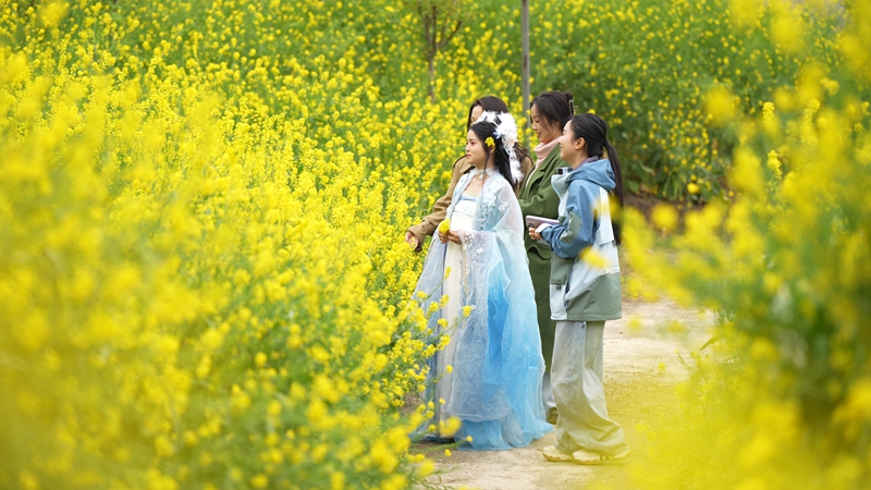 2026年3月2日，貴州省納雍縣百興鎮(zhèn)納雍河畔油菜花田美如畫。謝健鋒攝