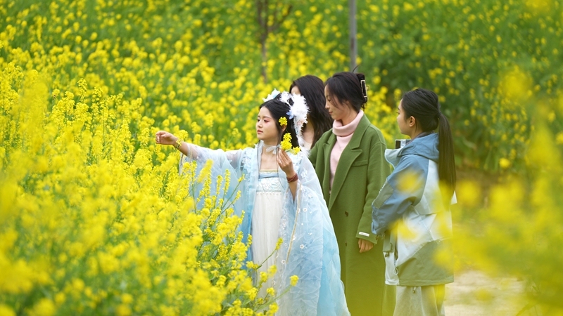 2026年3月2日，貴州省納雍縣百興鎮(zhèn)納雍河畔油菜花田美如畫。謝健鋒攝