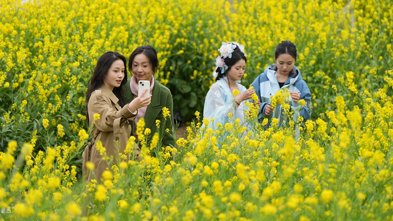 2026年3月2日，貴州省納雍縣百興鎮(zhèn)納雍河畔油菜花田美如畫。謝健鋒攝