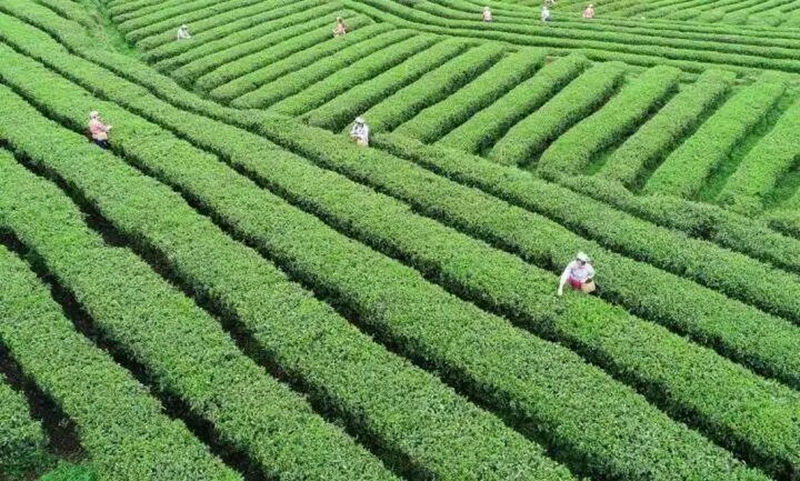 貴州銅仁:綠色引領(lǐng)強(qiáng)農(nóng)業(yè) 提質(zhì)增效促振興(1).jpg