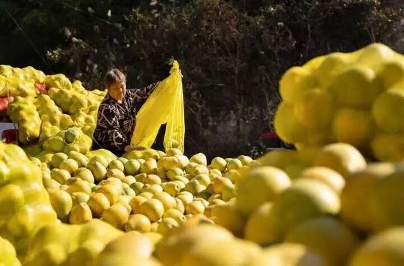 綠色引領(lǐng)強(qiáng)農(nóng)業(yè),提質(zhì)增效促振興。