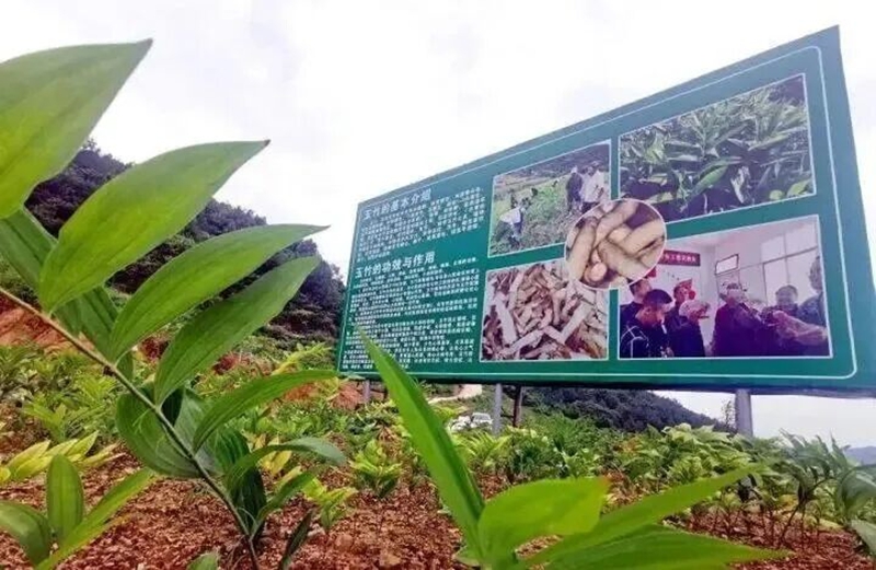 綠色引領(lǐng)強(qiáng)農(nóng)業(yè),提質(zhì)增效促振興。