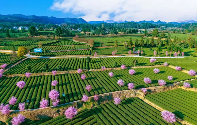 “悅遵義·赴春約”2026遵義市春季主題游新聞發布會舉行。