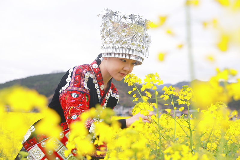 游客在劍河縣南明大壩油菜花海賞花。楊潔茹攝