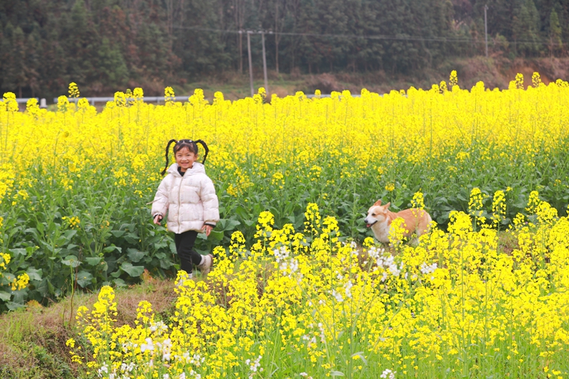 孩童在劍河縣南明大壩油菜花海中玩耍。楊潔茹攝