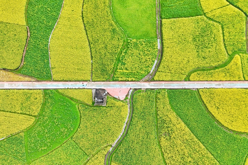 劍河縣南明大壩油菜花海。熊興富攝