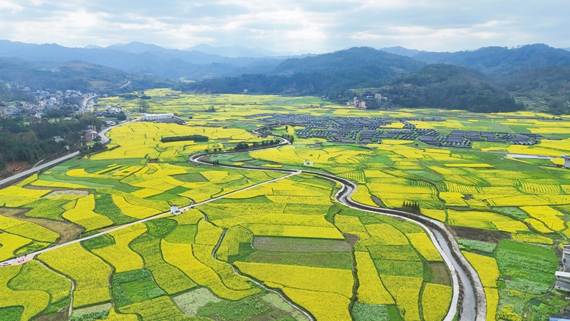 劍河縣南明大壩油菜花海。熊興富攝