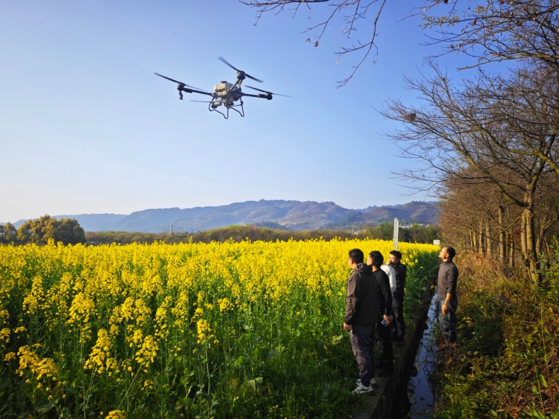 金沙縣西洛街道油菜“一促四防”作業(yè) 黃旭 攝 (2).jpg