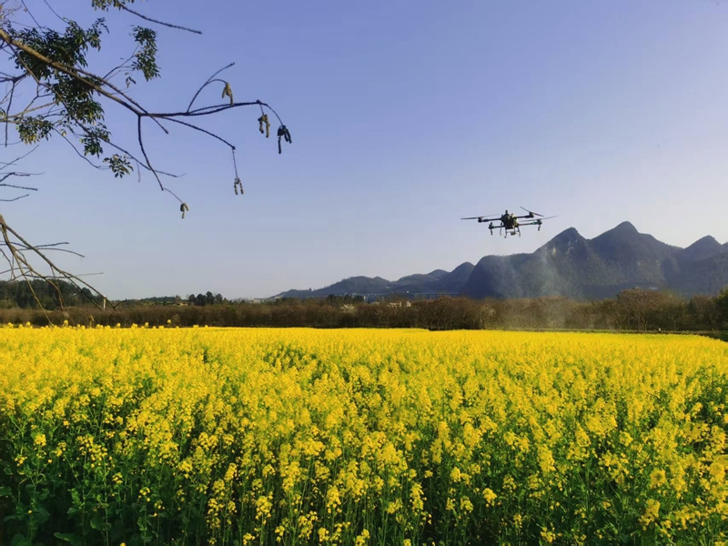 金沙縣西洛街道油菜“一促四防”作業(yè) 黃旭 攝.jpg
