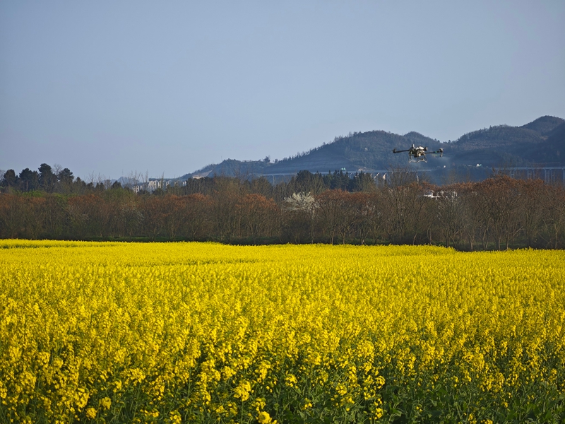 金沙縣西洛街道油菜“一促四防”作業(yè) 黃旭 攝 (1).jpg
