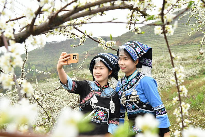 人們在羅甸縣羅悃鎮(zhèn)響水村蜂糖李種植基地賞花拍照。