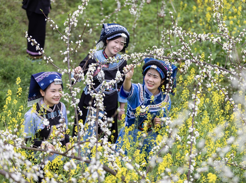 人們在羅甸縣羅悃鎮響水村蜂糖李種植基地賞花拍照。