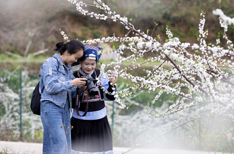 人們在羅甸縣羅悃鎮(zhèn)響水村蜂糖李種植基地賞花拍照。