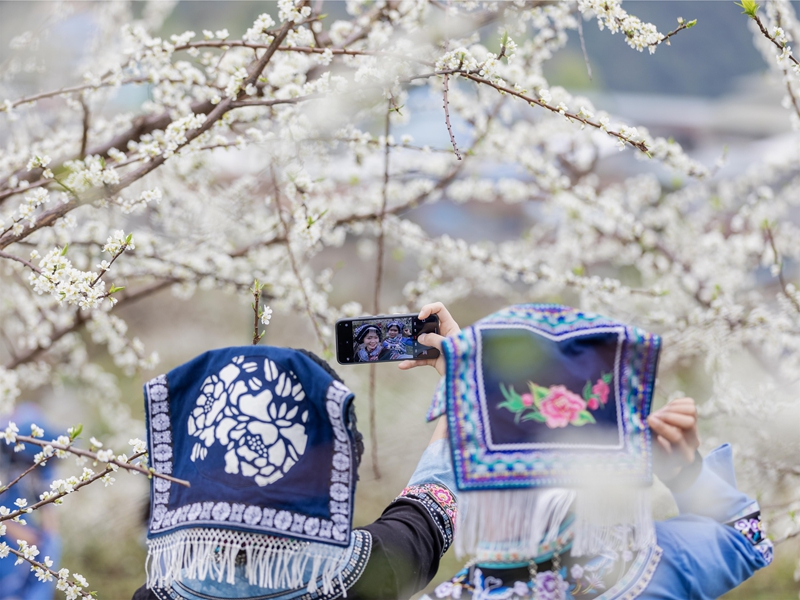 人們在羅甸縣羅悃鎮響水村蜂糖李種植基地賞花拍照。