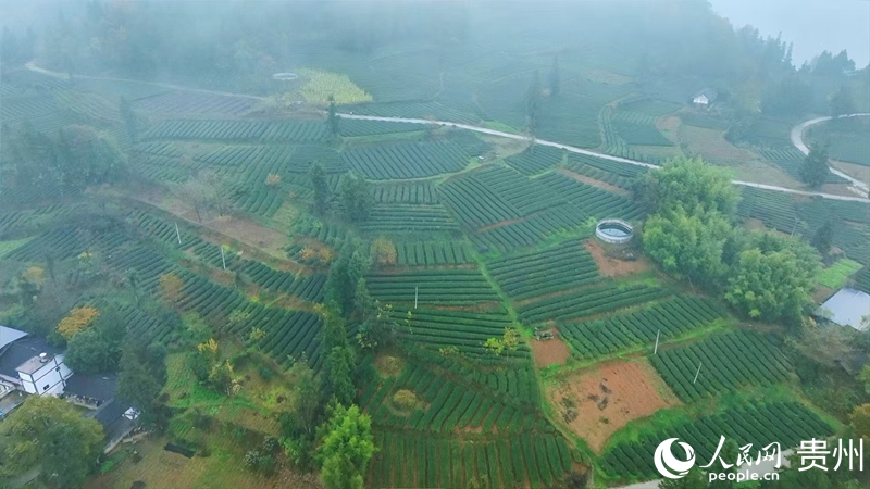 沙塘村茶園。人民網 陽茜攝
