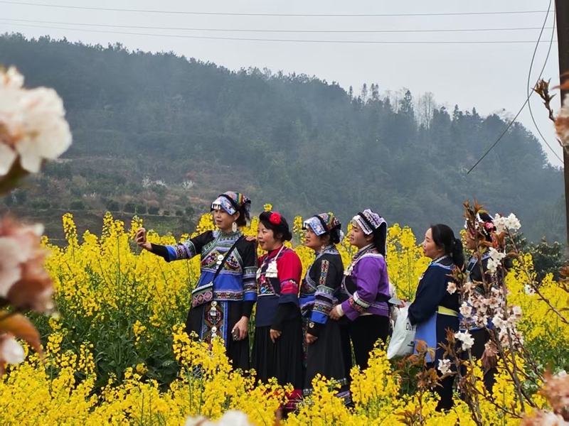 姑媽們在油菜花里拍照留影。鄢永華攝