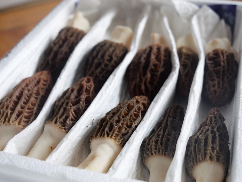 羊肚菌待打包.jpg