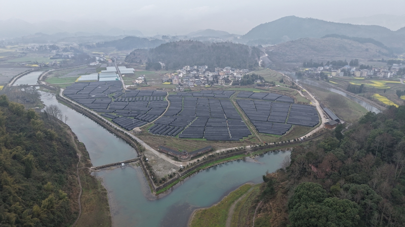 松桃 大路鎮長征村羊肚菌大景。