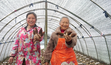 松桃大路鎮(zhèn)：羊肚菌采摘繪就春日好"豐"景放眼望去，棕褐色的羊肚菌錯(cuò)落挺立，菌肉厚實(shí)飽滿，長勢(shì)喜人，連片菌壟盡顯勃勃生機(jī)。村民們手持小刀俯身輕采，隨后分揀、裝箱，大家分工協(xié)作，盡享豐收的喜悅……