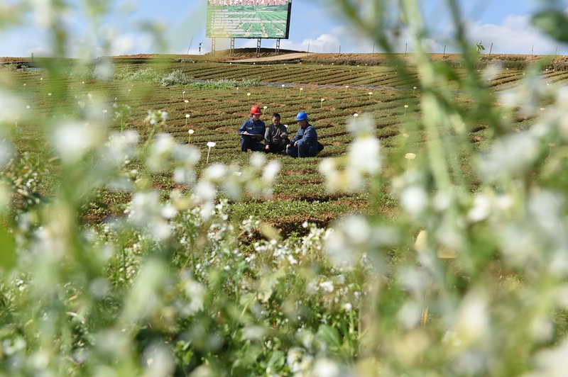 1、凱里施秉供電局員工走進太子參基地開展服務。陳舉 攝