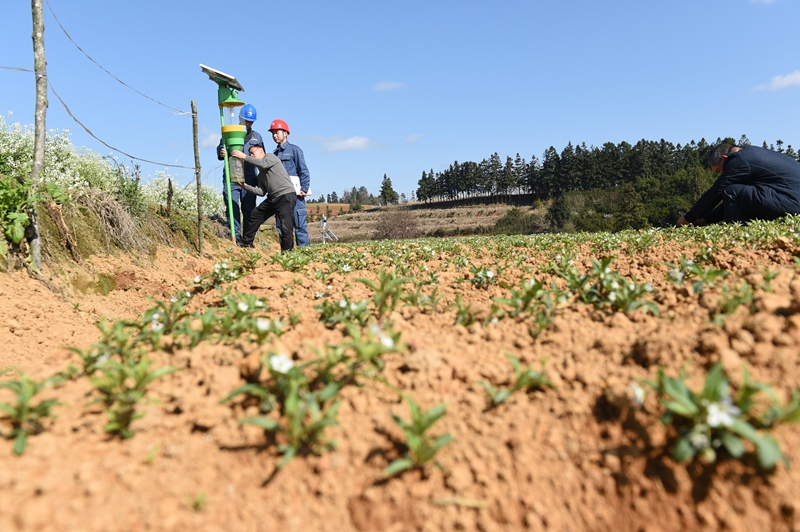 2、凱里施秉供電局員工走進太子參基地開展服務。陳舉 攝