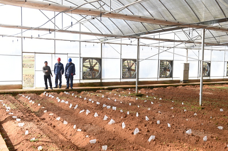 3、凱里施秉供電局員工走進太子參基地開展服務。陳舉 攝