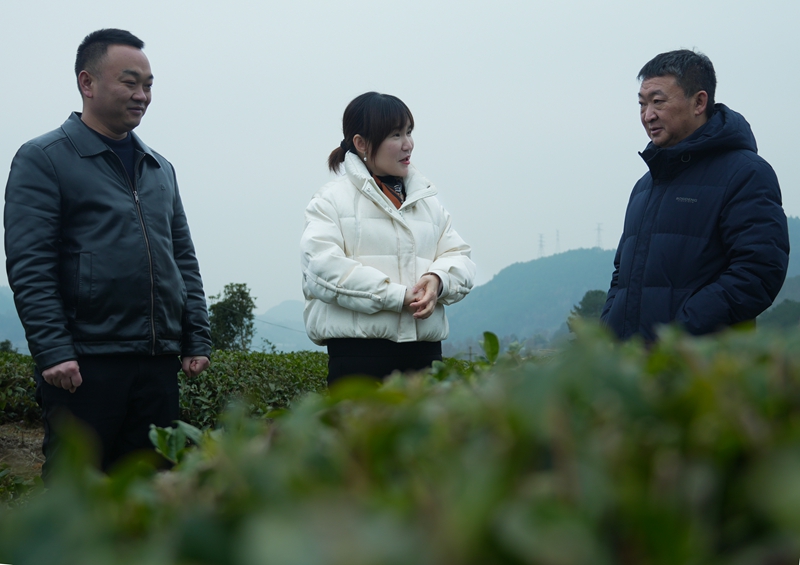 全國人大代表張尤慧走進基層調研。馮勝彥攝